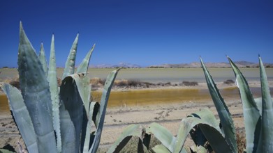 Agave plants on the shore of a lake in a desert-like landscape with mountains in the background,