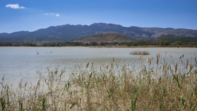 A calm lake with reeds in the foreground and mountains in the background under a clear sky, salt