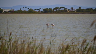 Two flamingos standing in the water in front of a coastal landscape with mountains in the