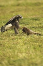 Buzzard (Buteo buteo) tugging at a dead young fox (Vulpes vulpes) on a freshly mown meadow, Allgäu,