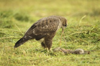 Common buzzard (Buteo buteo) on a dead young fox (Vulpes vulpes) in a freshly mown meadow, Allgäu,