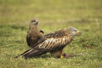 Red Kite (Milvus milvus) adult bird at dead young fox (Vulpes vulpes) on freshly mown meadow,
