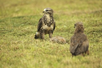 Common buzzard (Buteo buteo) on dead young fox (Vulpes vulpes) on freshly mown meadow, fledged red