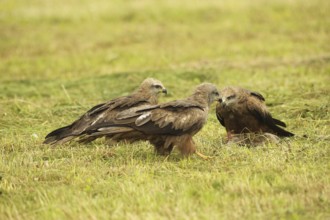 Red kite (Milvus milvus) fledglings on dead young fox (Vulpes vulpes) on freshly mown meadow,