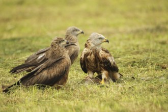 Red kite (Milvus milvus) adult bird on dead young fox (Vulpes vulpes) and fledged young birds