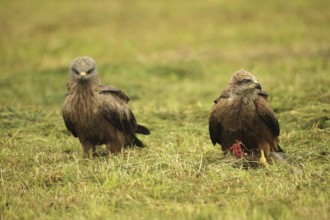 Red kite (Milvus milvus) fledgling on a dead young fox (Vulpes vulpes) on a freshly mown meadow,