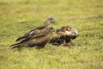 Red kite (Milvus milvus) adult bird on dead young fox (Vulpes vulpes) on freshly mown meadow,