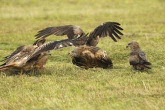 Red kite (Milvus milvus) adult bird defends dead young fox (Vulpes vulpes) on freshly mown meadow