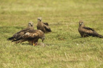 Red kite (Milvus milvus) adult bird at dead young fox (Vulpes vulpes) on freshly mown meadow,