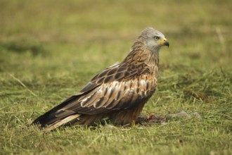 Red kite (Milvus milvus) adult bird on dead young fox (Vulpes vulpes) on freshly mown meadow,
