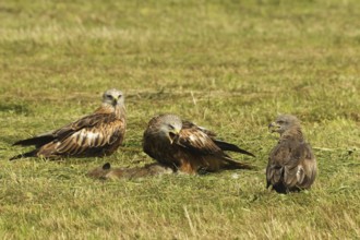 Red kite (Milvus milvus) adult birds on dead young fox (Vulpes vulpes) on freshly mown meadow,