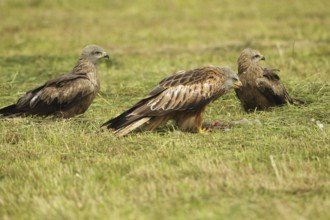 Red Kite (Milvus milvus) adult bird on dead young fox (Vulpes vulpes) on freshly mown meadow, two