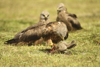 Red Kite (Milvus milvus) adult bird at dead young fox (Vulpes vulpes) on freshly mown meadow,