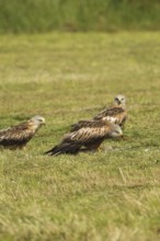 Red Kite (Milvus milvus) adult birds on dead young fox (Vulpes vulpes) on freshly mown meadow,