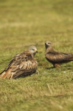 Red kite (Milvus milvus) adult bird mantling over dead young fox (Vulpes vulpes) on freshly mown