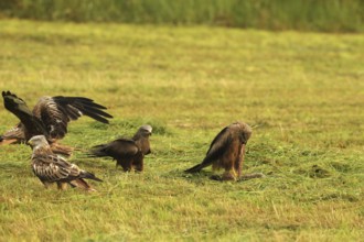 Red kite (Milvus milvus) adult and fledged young birds on a dead young fox (Vulpes vulpes) on a