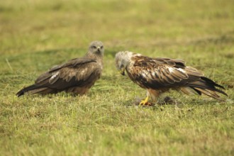 Red Kite (Milvus milvus) adult bird at dead young fox (Vulpes vulpes) on freshly mown meadow,