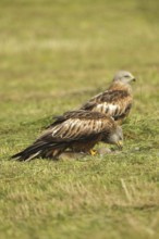 Red Kite (Milvus milvus) adult bird at a dead young fox (Vulpes vulpes) on a freshly mown meadow,