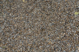 Shell gravel as paving, background, texture, Netherlands