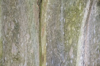 Wooden boards, boards with verdigris, texture, background, Münsterland, North Rhine-Westphalia,