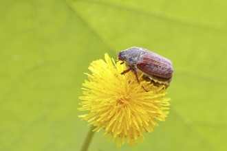 Cockchafer, field cockchafer (Melolontha melolontha), female on a dandelion (Taraxacum) flower,