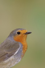 Robin (Erithacus rubecula), on mossy ground, animal portrait, close-up, Wilnsdorf, North