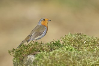 Robin (Erithacus rubecula), on mossy ground in the garden, Wilnsdorf, North Rhine-Westphalia,