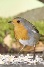 Robin (Erithacus rubecula), at a winter feeder in the garden, Wilnsdorf, North Rhine-Westphalia,