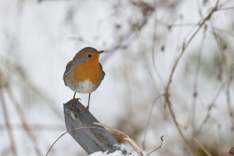 Robin (Erithacus rubecula), in winter on a fence post in the garden, Wilnsdorf, North