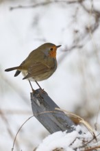 Robin (Erithacus rubecula), in winter on a fence post in the garden, Wilnsdorf, North