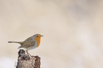 European robin (Erithacus rubecula), on dead wood of a birch tree, Wilnsdorf, North