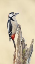 Great spotted woodpecker (Dendrocopos major), male, foraging on a tree stump overgrown with moss