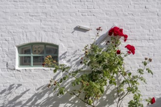 A white brick wall with a small window and red roses climbing up the wall, North Sea island of