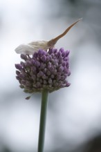 Beautiful alium blossom, June, Germany