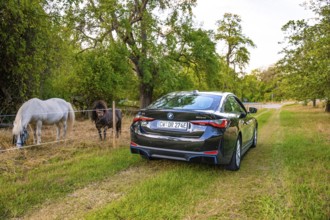 Rear view of an electric car on a rural path, horses grazing next door surrounded by trees, BMW I7