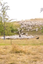 Flock of sheep moving across a hilly meadow surrounded by nature, BMW i7 electric car, deer e-car