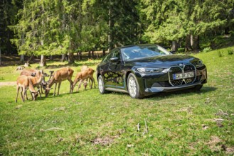 Black car parked on a green field near a forest, surrounded by deer, BMW i7 electric car, deer