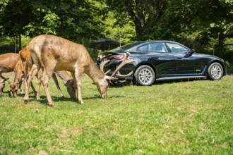 Black car in a meadow next to grazing deer in the forest, BMW i7 electric car, deer e-car sharing,