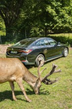 Black car and a deer in a meadow surrounded by green trees, BMW i7 electric car, Deer e-Carsharing,
