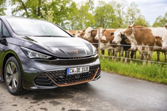 An electric car is parked on a street while cows are standing in an adjacent pasture, Cupra, Deer