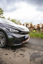 Close-up of the front of an electric car on a country road with cows in the background, Cupra, Deer