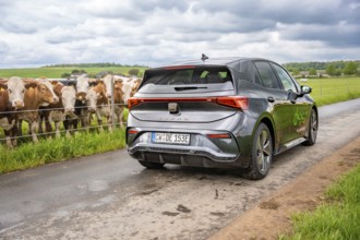 An electric car drives on a country road along green fields with cows, Cupra, Deer E-CarSharing,