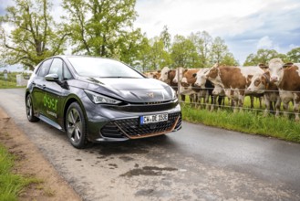 A black electric car is parked on a country road next to a pasture with cows, Cupra, Deer