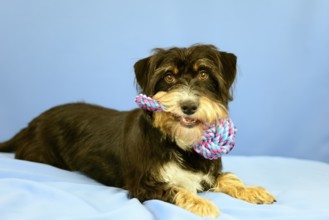 A dog lies on a blue background and holds a colorful toy in its mouth, mixed breed dog, wire-haired