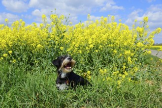 A cheerful dog sits in a yellow flower meadow under a blue sky with clouds, mixed breed dog in