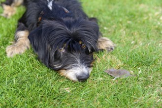 A curious dog is lying on the lawn looking at a small mouse, mixed breed, mixed breed dog,