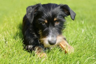 A dog is relaxing in green grass on a sunny day, mixed breed, mixed breed dog, wire-haired