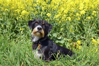 A black and white dog sits in a blooming, yellow flower meadow on a sunny day, mixed breed dog in