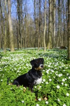 A dog sits in a blooming spring forest full of flowers under a blue sky, mixed breed dog with Blue