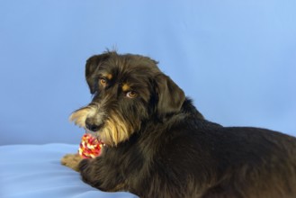 A black dog with toy looks back on a blue background, mixed breed dog, wire-haired dachshund